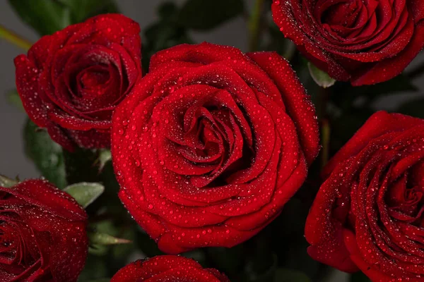 Bellissime Rose Rosse Giardino — Foto Stock