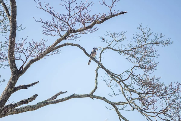 Ağaç Dalında Oturan Kuş — Stok fotoğraf