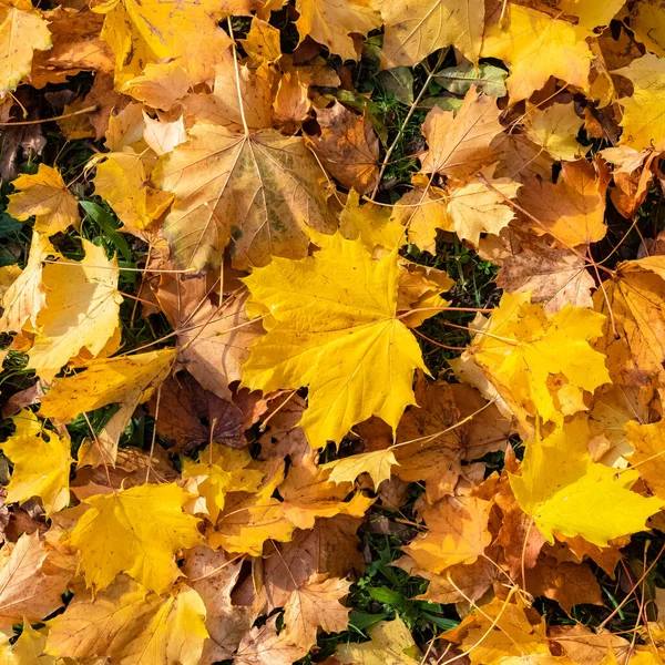 Herbstblätter Auf Einem Hintergrund Aus Gelben Ahornblättern — Stockfoto