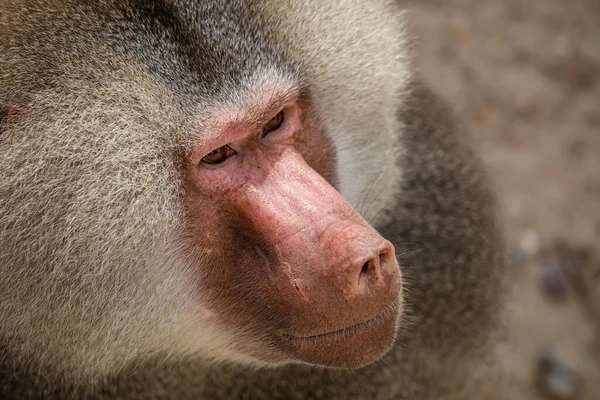 Close Macaco Bebê Bonito — Fotografia de Stock