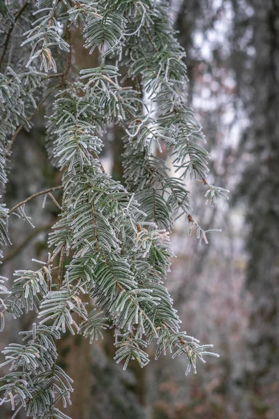 Ramo Árvore Pinho Com Neve — Fotografia de Stock