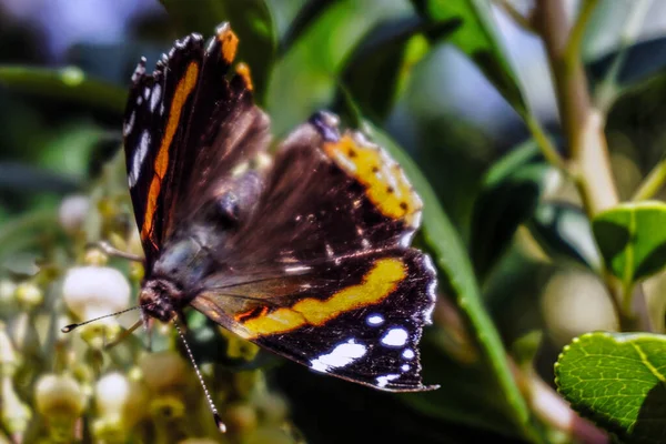 Papillon Sur Une Fleur Sur Fond Nature — Photo