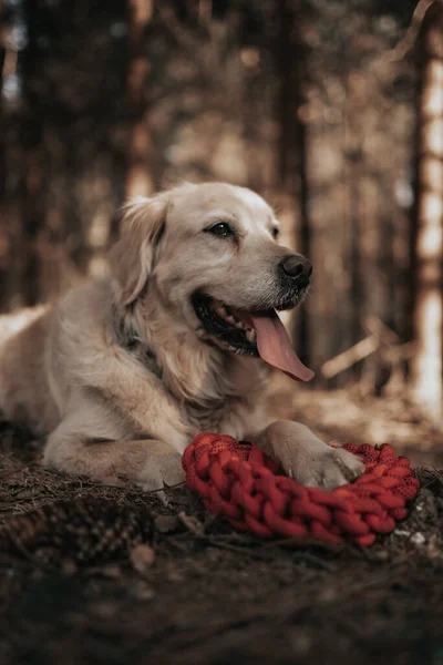 Hund Liggande Marken Bakgrunden — Stockfoto