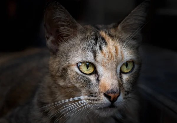 Porträt Einer Niedlichen Katze Auf Naturhintergrund — Stockfoto