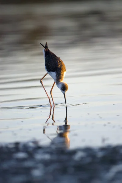 Pássaro Rio Fundo Natureza — Fotografia de Stock