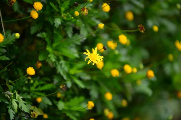 Yellow Flowers Garden — Stock Photo, Image