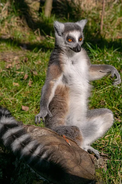 Een Maki Met Zwarte Staart Achtergrond Van Natuur — Stockfoto