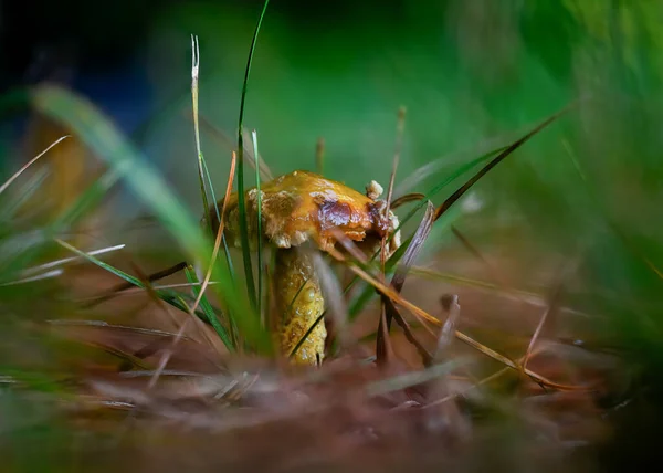 草丛中一只美丽的黄色青蛙的特写镜头 — 图库照片