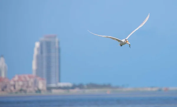 Seagull Flying Sky Nature Background — Stock Photo, Image