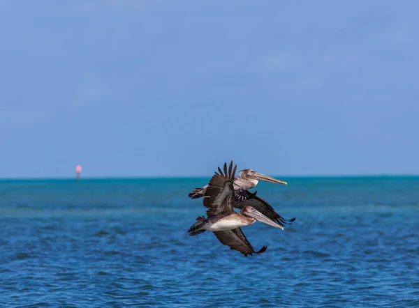 Pájaros Volando Mar —  Fotos de Stock