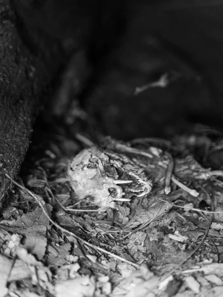 Foto Blanco Negro Del Suelo — Foto de Stock