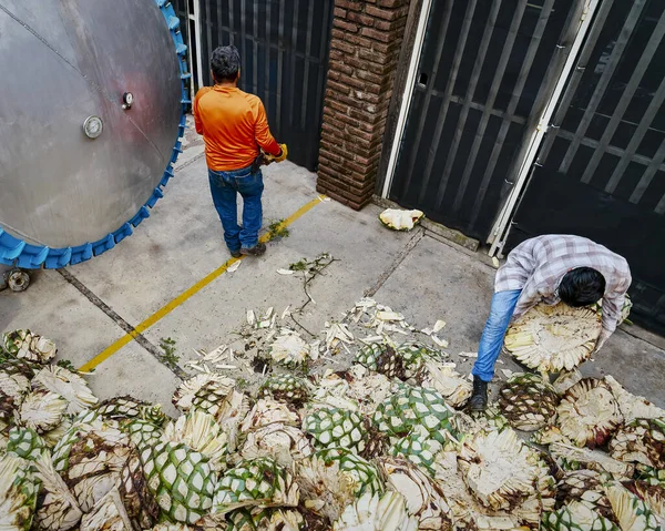 View Agave Tequila Production — стоковое фото