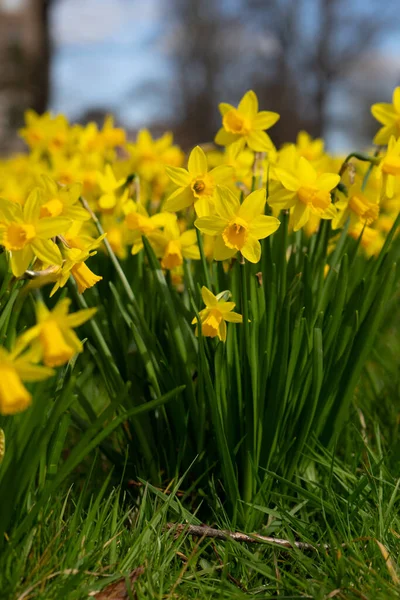 Jonquilles Jaunes Dans Jardin Sur Fond Nature — Photo