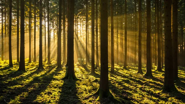 Hermoso Bosque Otoño Con Rayos Sol — Foto de Stock