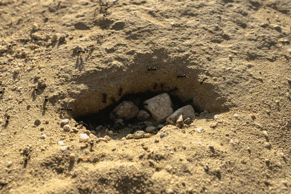 Een Close Shot Van Een Grond — Stockfoto