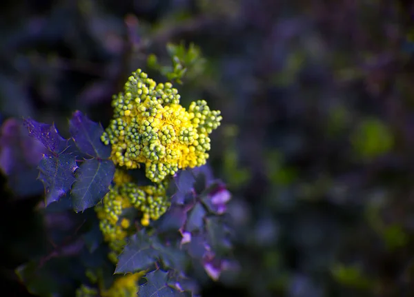 Hermosas Flores Jardín —  Fotos de Stock