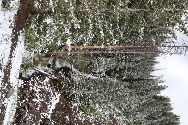 Une Belle Vue Sur Une Forêt Dans Parc — Photo