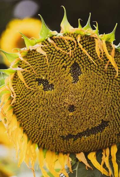 Campo Girasol Flora Naturaleza — Foto de Stock