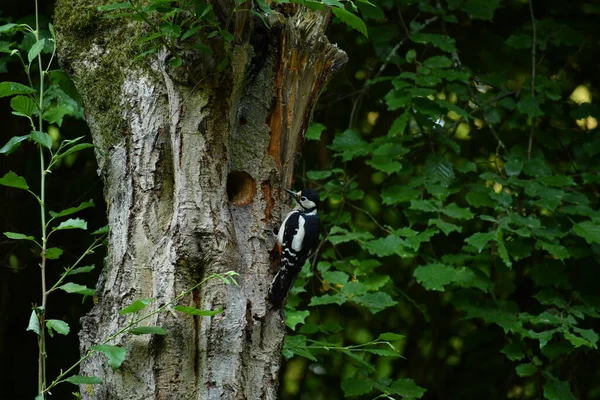 Ein Vogel Auf Einem Baum — Stockfoto