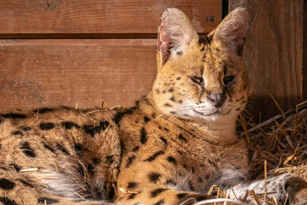 一只漂亮的猫的特写镜头 — 图库照片