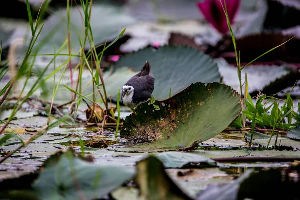 Ein Schöner Vogel Teich — Stockfoto