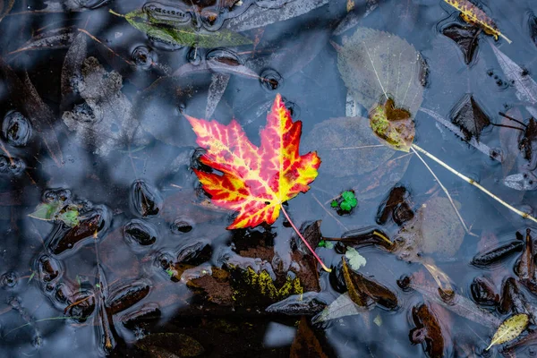 Folhas Outono Lago — Fotografia de Stock