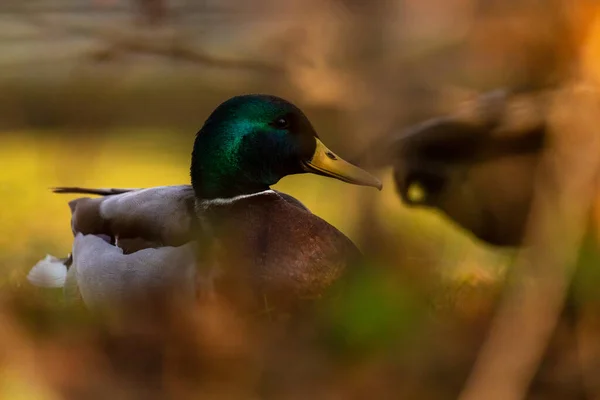 Canard Dans Eau — Photo