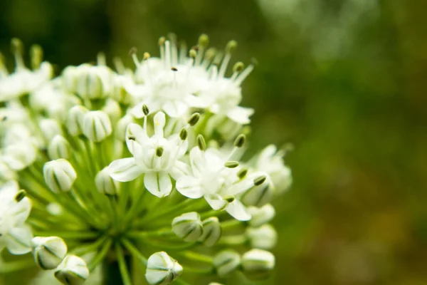 Hermosas Flores Jardín —  Fotos de Stock