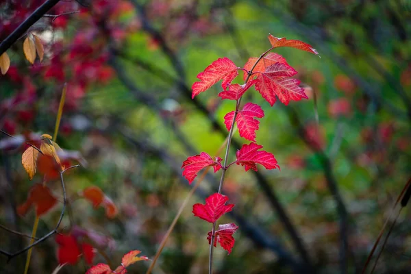 Feuilles Automne Flore Saison Automne — Photo