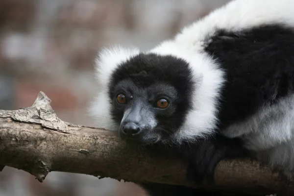 Černá Bílá Fotografie Roztomilého Lemur — Stock fotografie