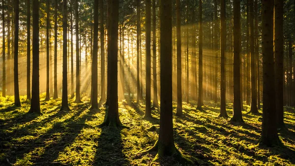 Krásné Podzimní Les Paprsky Slunce — Stock fotografie