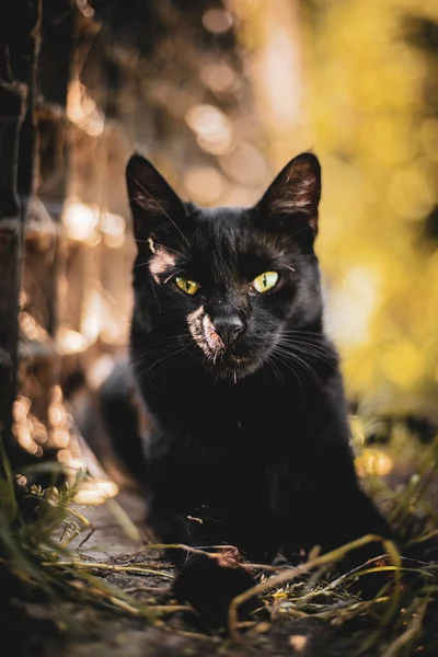 Черный Белый Кот Саду — стоковое фото