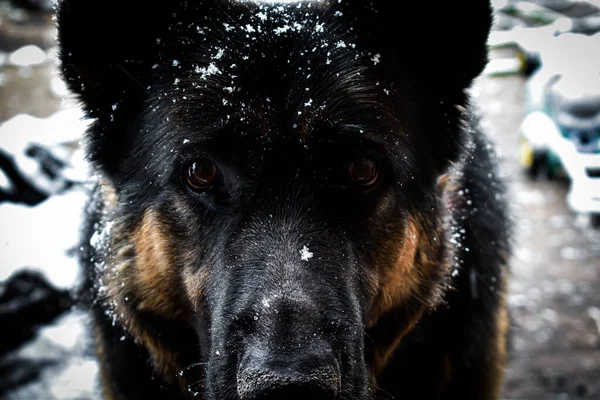 Черно Белая Собака Снегу — стоковое фото