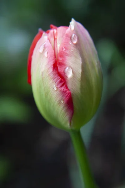 Hermosa Flor Tulipán Jardín — Foto de Stock