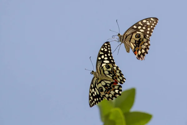 Красивая Бабочка Голубом Фоне Неба — стоковое фото