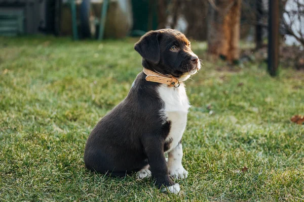 Dog Park — Stock Photo, Image