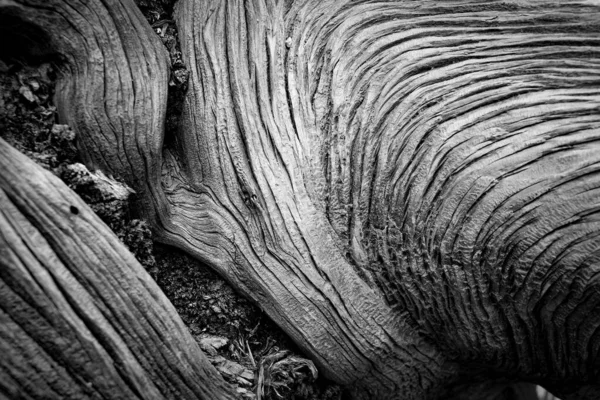 Primer Plano Una Textura Madera — Foto de Stock