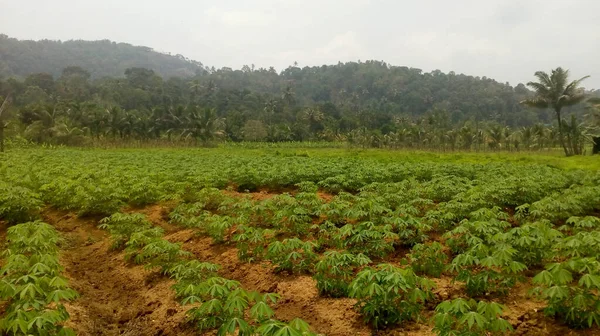 Kebun Teh Hijau Pagi Hari — Stok Foto