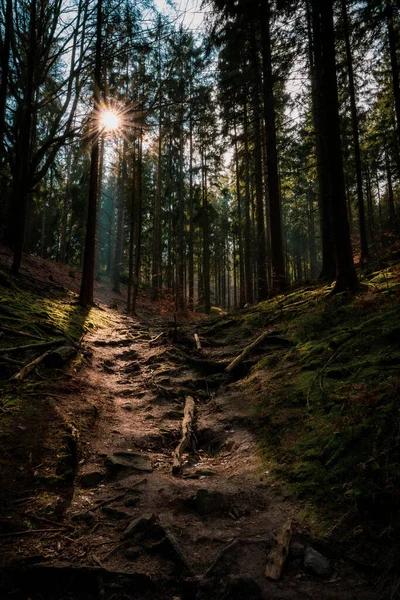 Vacker Skog Bergen — Stockfoto