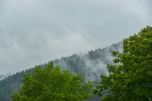 Dağlarda Ormanı Olan Güzel Bir Manzara — Stok fotoğraf