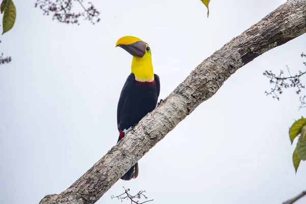 Een Vogel Zit Een Tak Van Een Boom Het Bos — Stockfoto