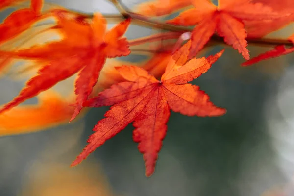Осенние Листья Осенний Сезон Флоры — стоковое фото