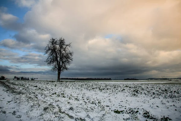 Bela Paisagem Com Uma Árvore Campo Neve — Fotografia de Stock
