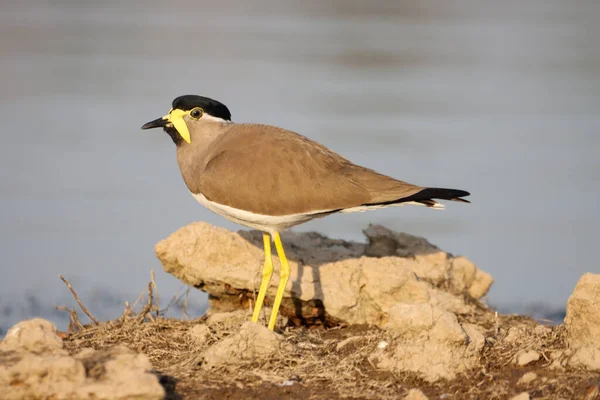 Een Close Shot Van Een Mooie Vogel — Stockfoto