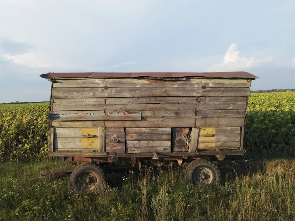 Eine Große Holzkiste Mit Einer Biene Auf Einer Grünen Wiese — Stockfoto