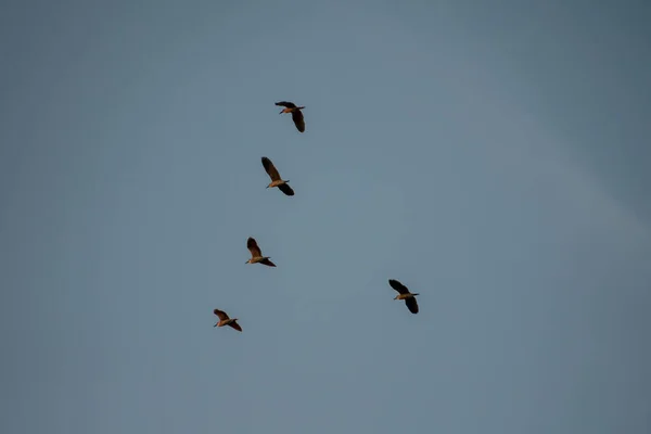Zwerm Vogels Die Lucht Vliegen — Stockfoto