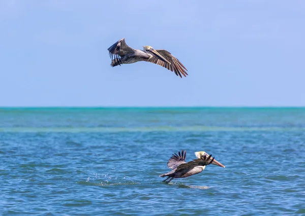 Aves Voando Água — Fotografia de Stock