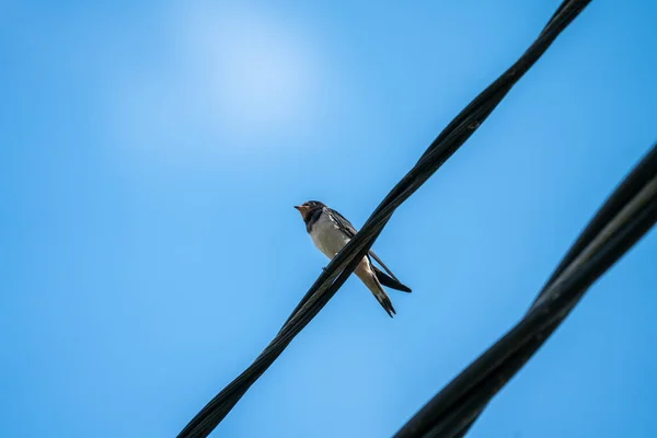 Птах Синьому Фоні — стокове фото