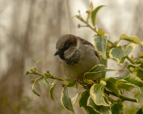 Vogel Een Tak Van Een Boom — Stockfoto