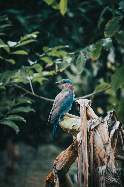 Pássaro Está Sentado Galho Uma Árvore — Fotografia de Stock